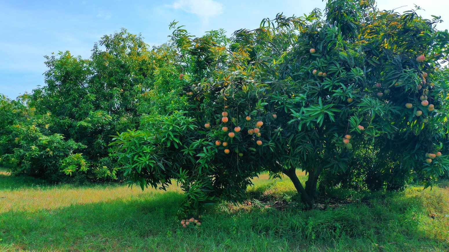 Dhamecha Farm | Kesar Mango Video