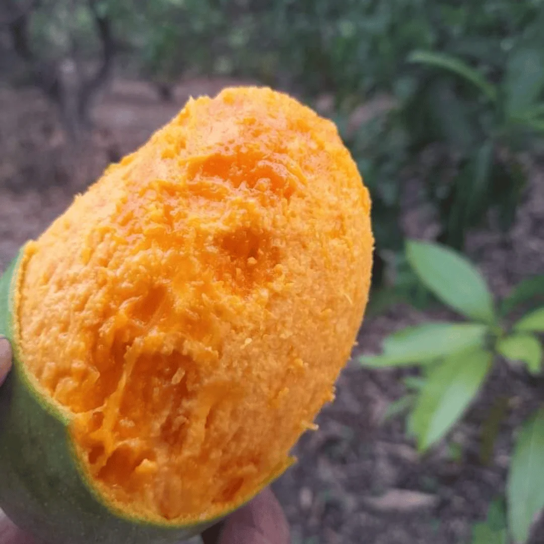 Organic Gir Kesar Mango (Ultra Premium)